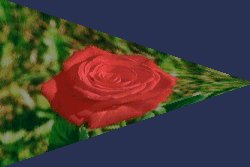 rose with horizontal perspective deformation set at 100%