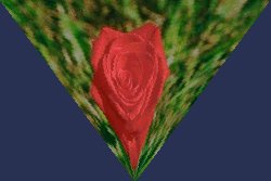 rose with vertical perspective deformation set at 100%