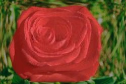 rose with punch deformation