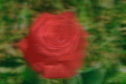 rose with wind deformation from the right set with a strength of 12